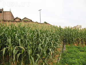 ���r(n��ng)367-���׷N��-���߷N�I(y��)