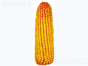 ����359-���׷N��-�����N�I(y��)