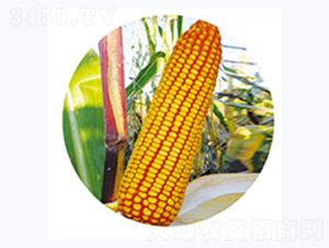 �t��369-���׷N��-�����N�I(y��)