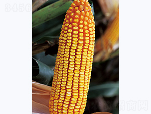 �|��577-���׷N��-�����N�I(y��)