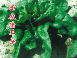 ���r(n��ng)�i����-���˷N��-�ؼt�N�I(y��)