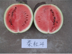 �ؼt24-���ϷN��-�ؼt�N�I(y��)