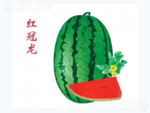 �t����-���ϷN��-�ؼt�N�I(y��)