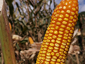 ��T��3̖-���׷N��-���ɷN�I(y��)