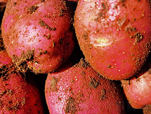 �t�-�R����N��-����N�I(y��)