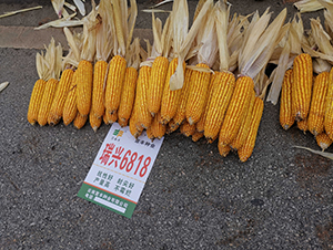 ���d6818-���׷N��-���S�N�I(y��)