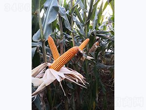 ����9̖-���׷N��-���S�N�I(y��)