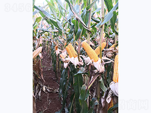 ����8̖-���׷N��-���S�N�I(y��)