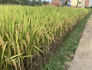 ���r(n��ng)��(y��u)446-�pһ��(j��)��(y��u)�|(zh��)��-��һ�N�I(y��)