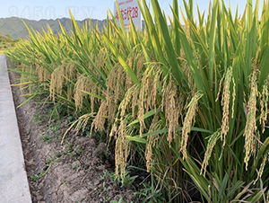 ���r(n��ng)��(y��u)422-ֱ����(y��u)�x��-��һ�N�I(y��)