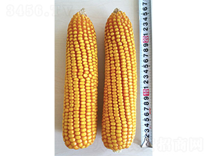 �Ǻ�8054-���׷N��-�Ǻ��N�I(y��)