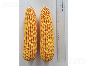 �Ǻ�605-���׷N��-�Ǻ��N�I(y��)