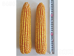 �Ǻ�185-���׷N��-�Ǻ��N�I(y��)