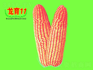 ����11̖-���׷N��-��طN�I(y��)