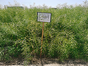 ����8̖(h��o)-�Ͳ˷N��-��(r��n)�P(y��ng)�N�I(y��)