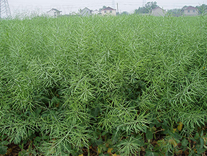 ��(r��n)�P(y��ng)��1̖(h��o)-�Ͳ˷N��-��(r��n)�P(y��ng)�N�I(y��)