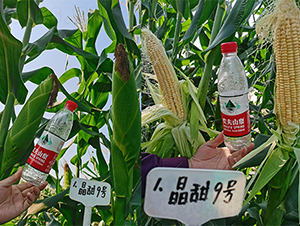 ����9̖(h��o)-���׷N��-��(r��n)�P(y��ng)�N�I(y��)