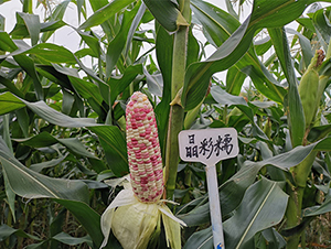 ����Ŵ-���׷N��-��(r��n)�P(y��ng)�N�I(y��)