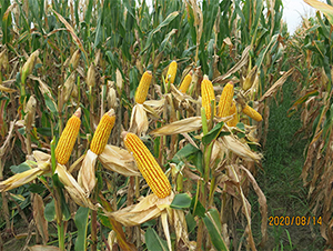 ����9485-���׷N��-��(r��n)�P(y��ng)�N�I(y��)