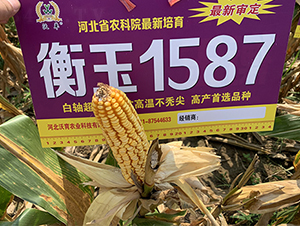 ����1587-���׷N��-��(r��n)�P(y��ng)�N�I(y��)