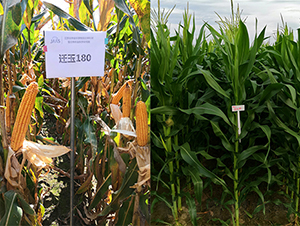 �w��180-���׷N��-��(r��n)�P(y��ng)�N�I(y��)