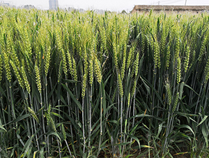 ����1718-С���N��-��(r��n)�P(y��ng)�N�I(y��)