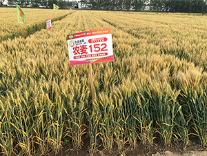 �r(n��ng)��152-С���N��-��(r��n)�P(y��ng)�N�I(y��)