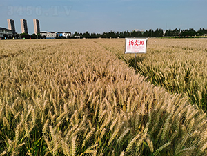 �P��30-С���N��-���P�N�I(y��)