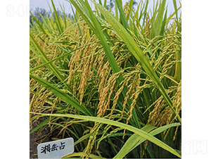 ����ռ-ˮ���N��-���P(y��ng)�N�I(y��)