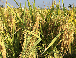 �΃Ƀ�(y��u)212-ˮ���N��-���P(y��ng)�N�I(y��)