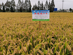 ���P(y��ng)��59-ˮ���N��-���P(y��ng)�N�I(y��)