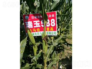 ����588-���׷N��-�󾩾ŷN�I(y��)