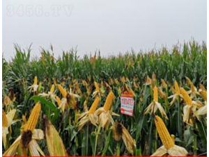 �󾩾�4703-���׷N��-�󾩾ŷN�I(y��)