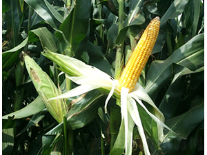 ���r(n��ng)���A356-���׷N��-�󾩾ŷN�I(y��)