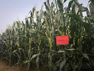 �󾩾����A3912-���׷N��-�󾩾ŷN�I(y��)