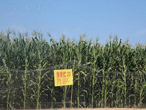 ԥ���A23-���׷N��-�󾩾ŷN�I(y��)