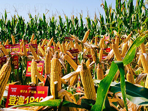 �Ǻ�1810-���׷N��-���r(n��ng)�N�I(y��)