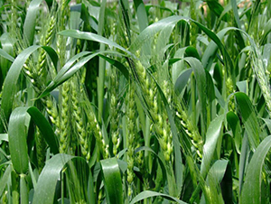 ���r(n��ng)24-С���N��-��(r��n)�r(n��ng)�N�I(y��)