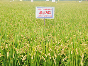 ��263-ˮ���N��-���r(n��ng)�N�I(y��)