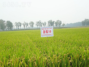 ʥ��16-ˮ���N��-��(r��n)�r(n��ng)�N�I(y��)