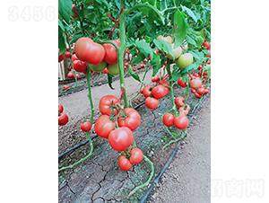 ��ɫ�������-���ѷN��-��(y��u)�Π�����