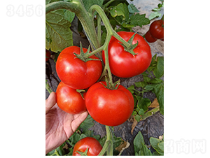 �tɫ�������211-���ѷN��-��(y��u)�Π�����