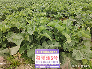 ʢ�F��5̖-�Ͳ˷N��-ʢƽ�r(n��ng)�I(y��)