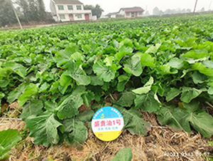 ʢ�F��1̖-�Ͳ˷N��-ʢƽ�r(n��ng)�I(y��)