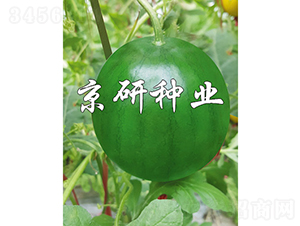 ����-���ϷN��-���зN�I(y��)