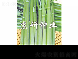 ����-�۲˷N��-���зN�I(y��)