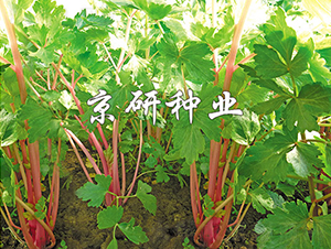 �ϗU1̖-�۲˷N��-���зN�I(y��)