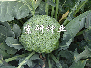 �̾G163-���m���N��-���зN�I(y��)