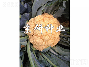 �Ȼ�1̖-��Ҭ�˷N��-���зN�I(y��)