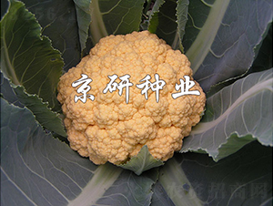 �Ȼ�2̖-��Ҭ�˷N��-���зN�I(y��)